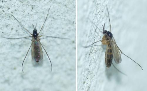 Orfelia sp.